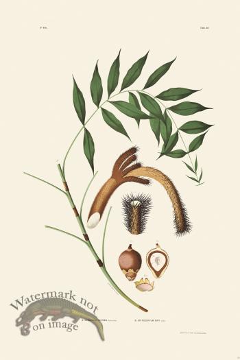 Rodrigues Palm Front 029